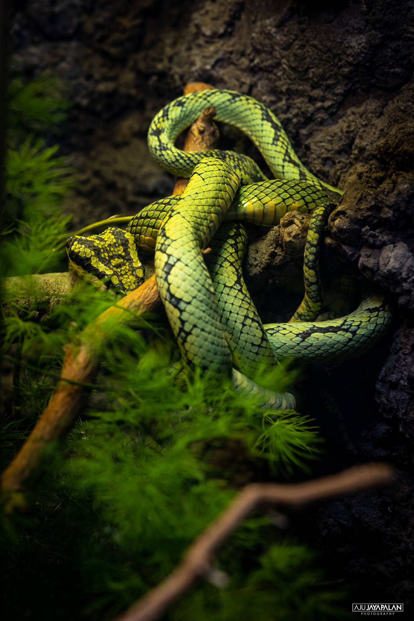 Photograph taken by Aju Jayapalan